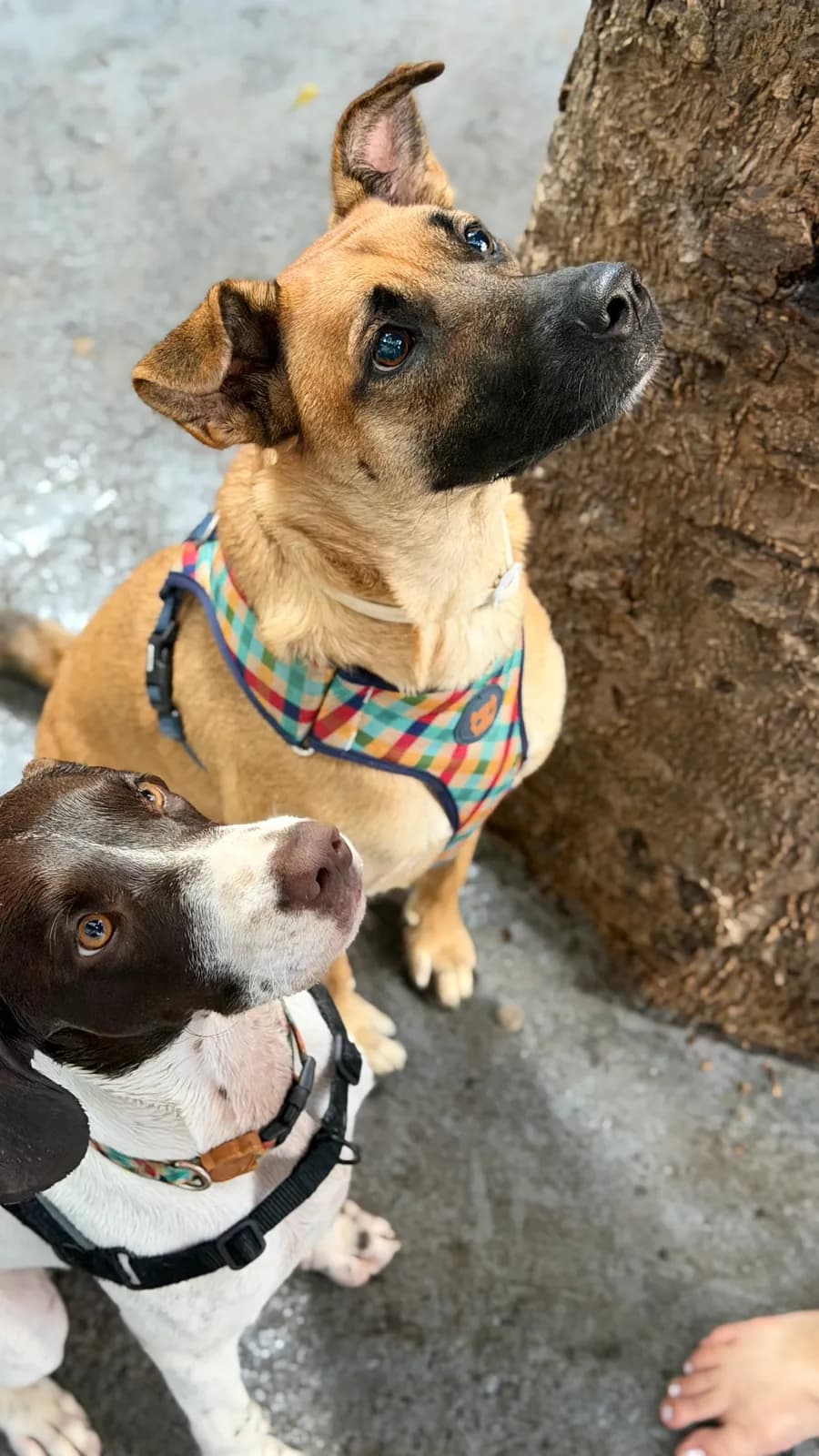 Adestramento & Dog Walker