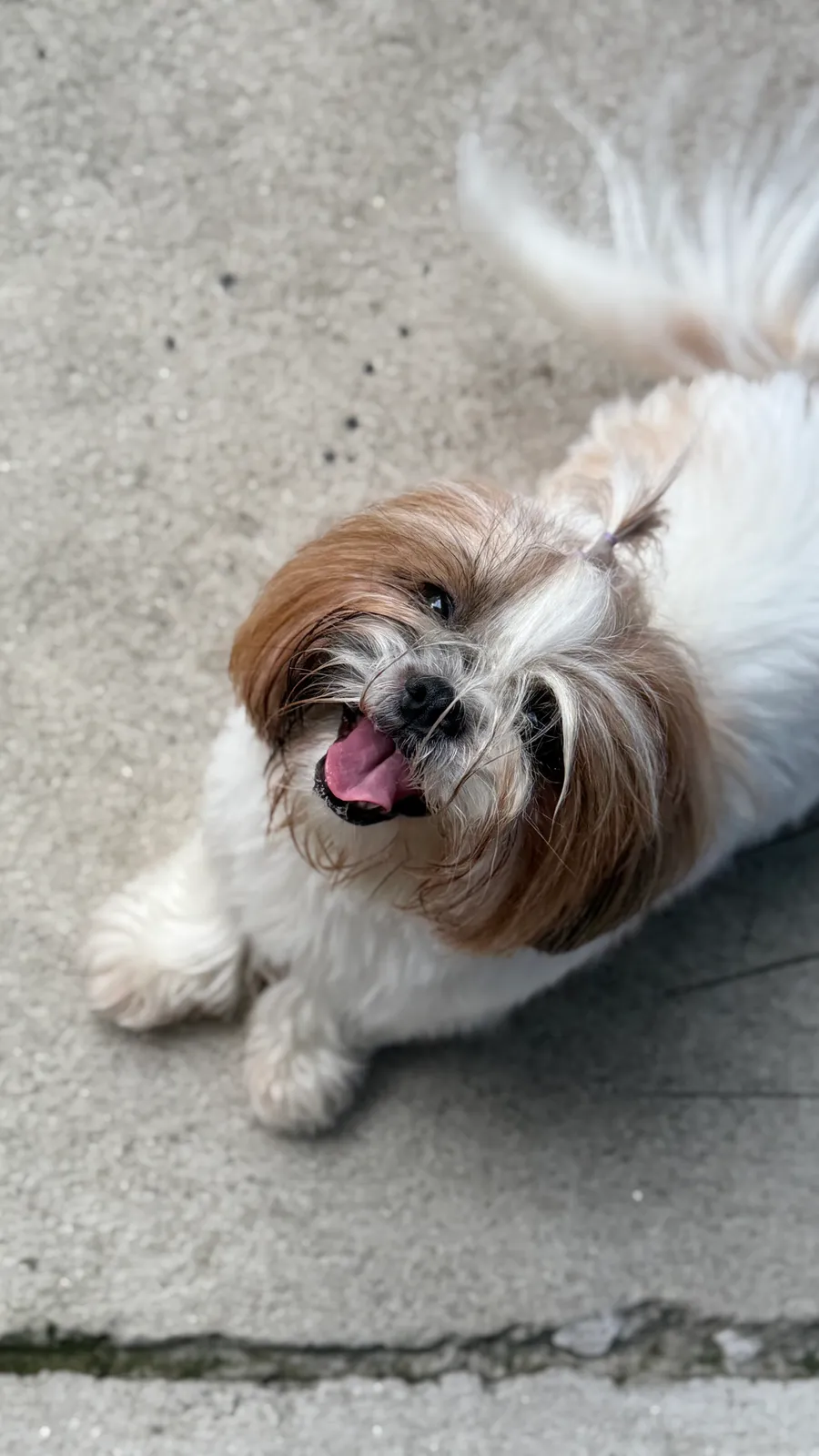 Filhote de braco alemão olhando para cima na Pet Sublime