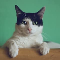 Pet ilustrando a avaliação de Mariana