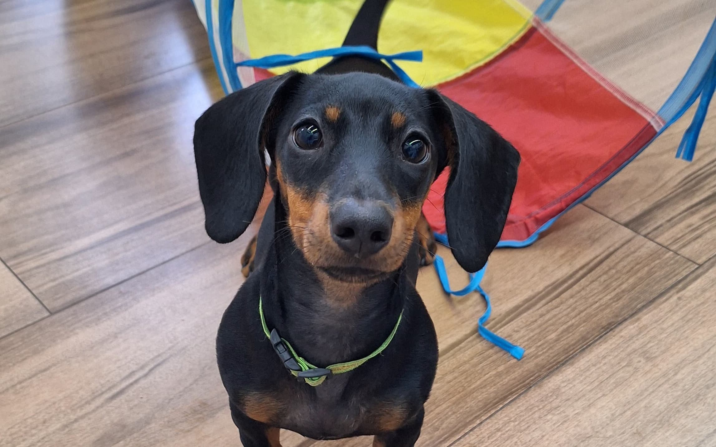 Ansiedade de separação em cães: o que fazer