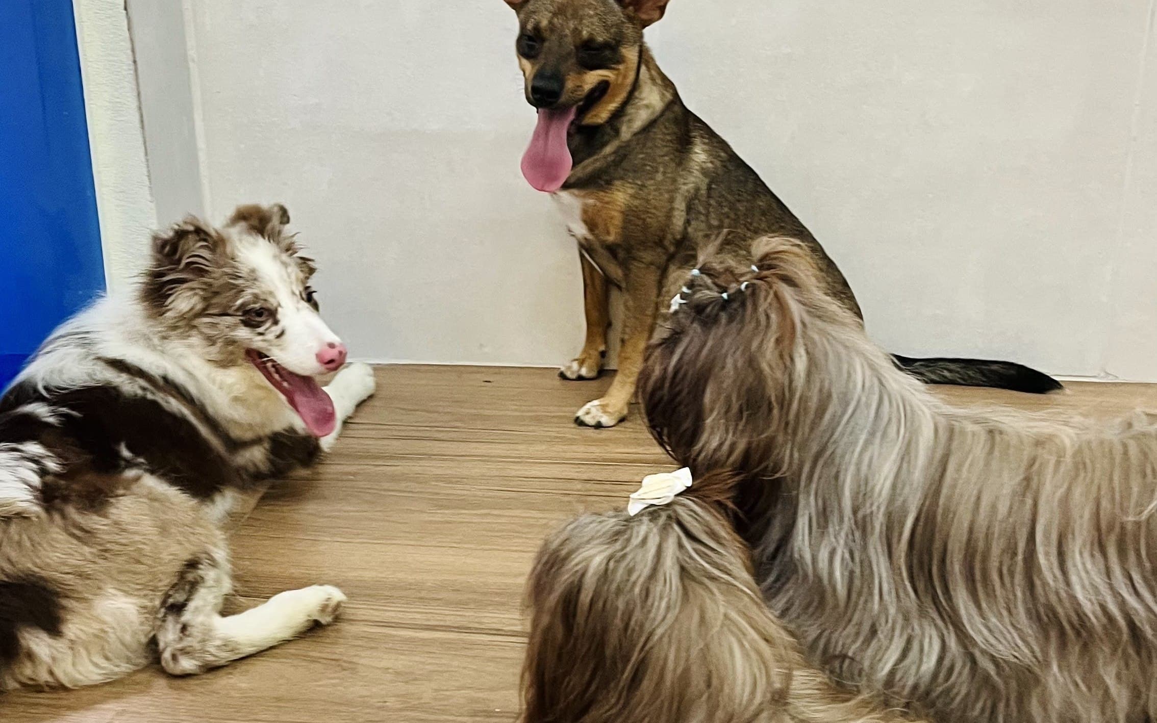 Como apresentar um novo pet à casa