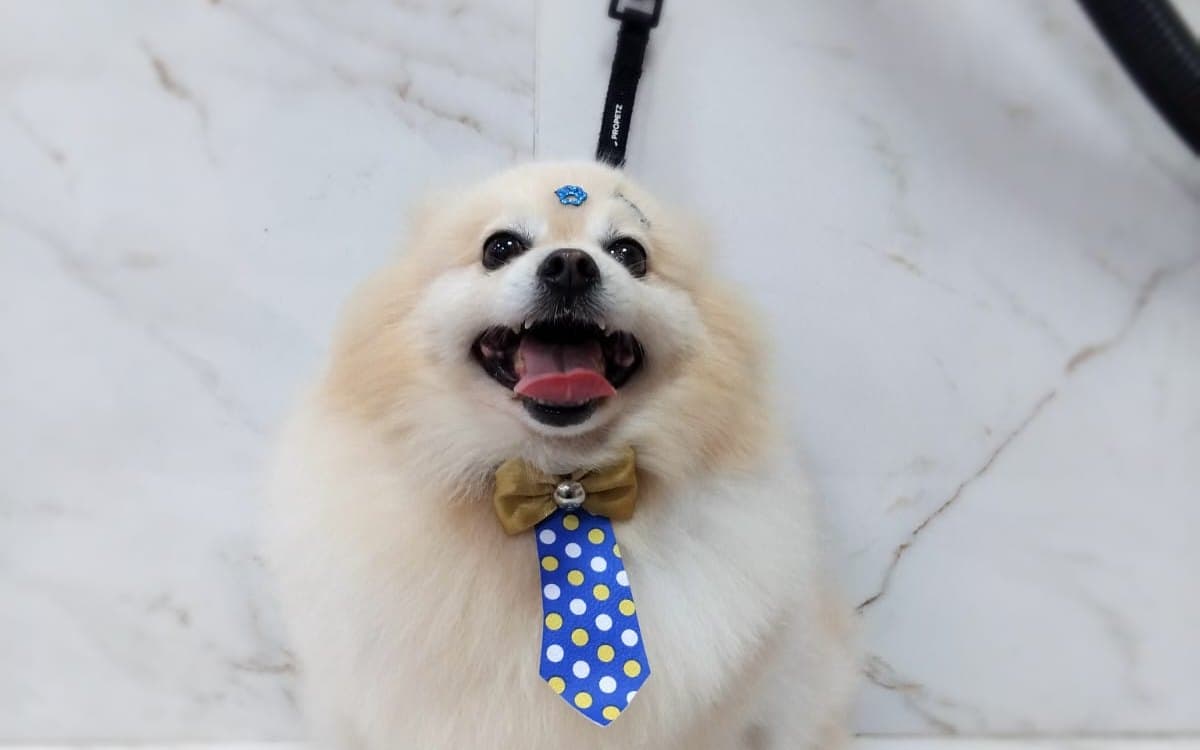Como cuidar das unhas e patas do seu cão
