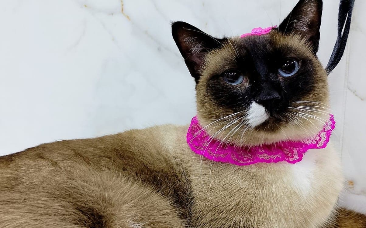 Enriquecimento ambiental para gatos