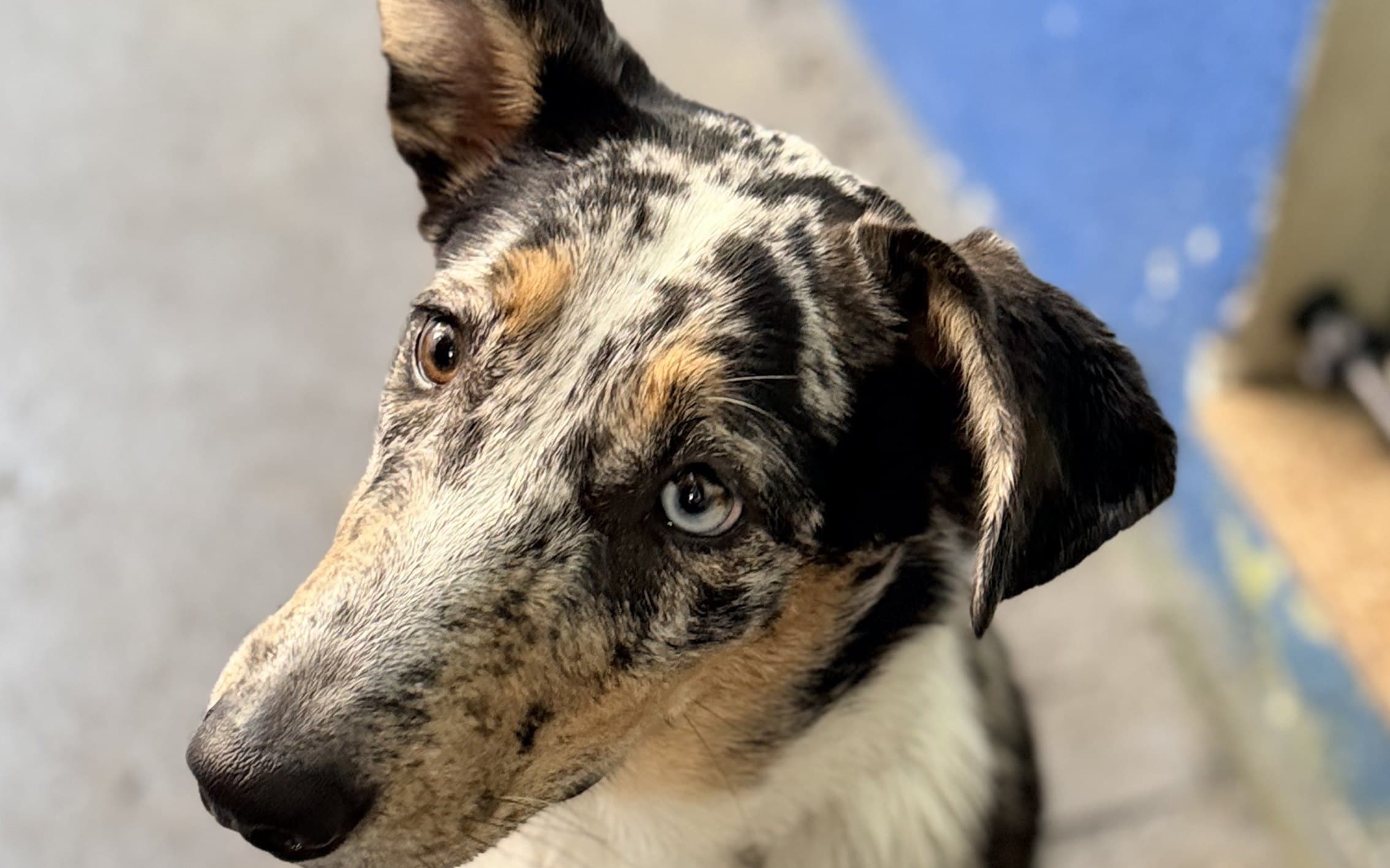 Como escolher a ração ideal para o seu cão