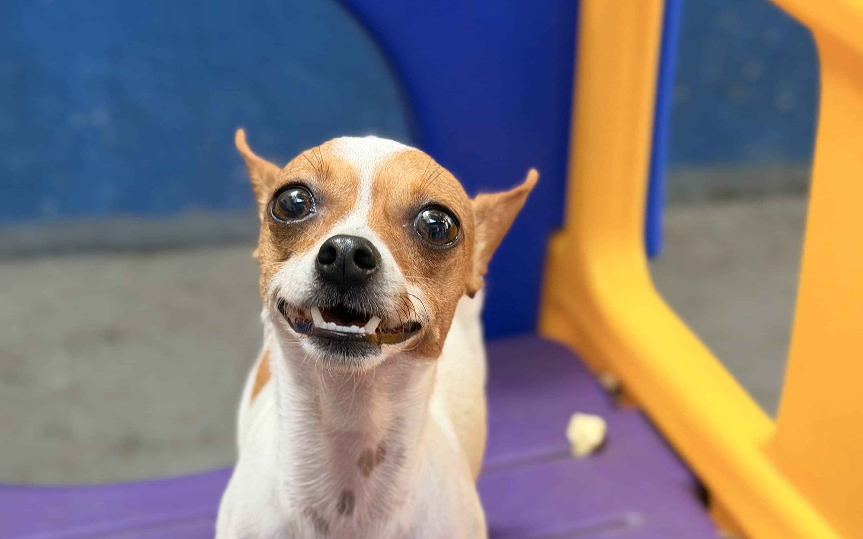 Como escovar os dentes do seu pet