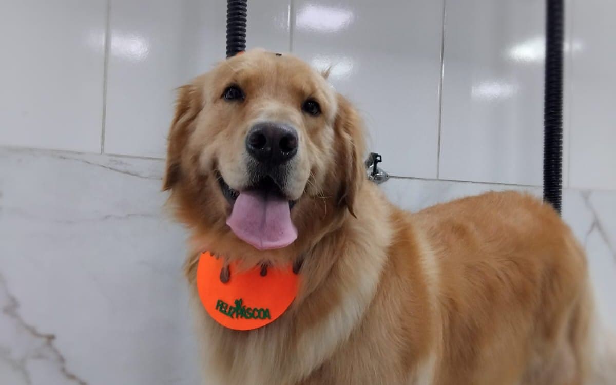 Com que frequência dar banho no cachorro?