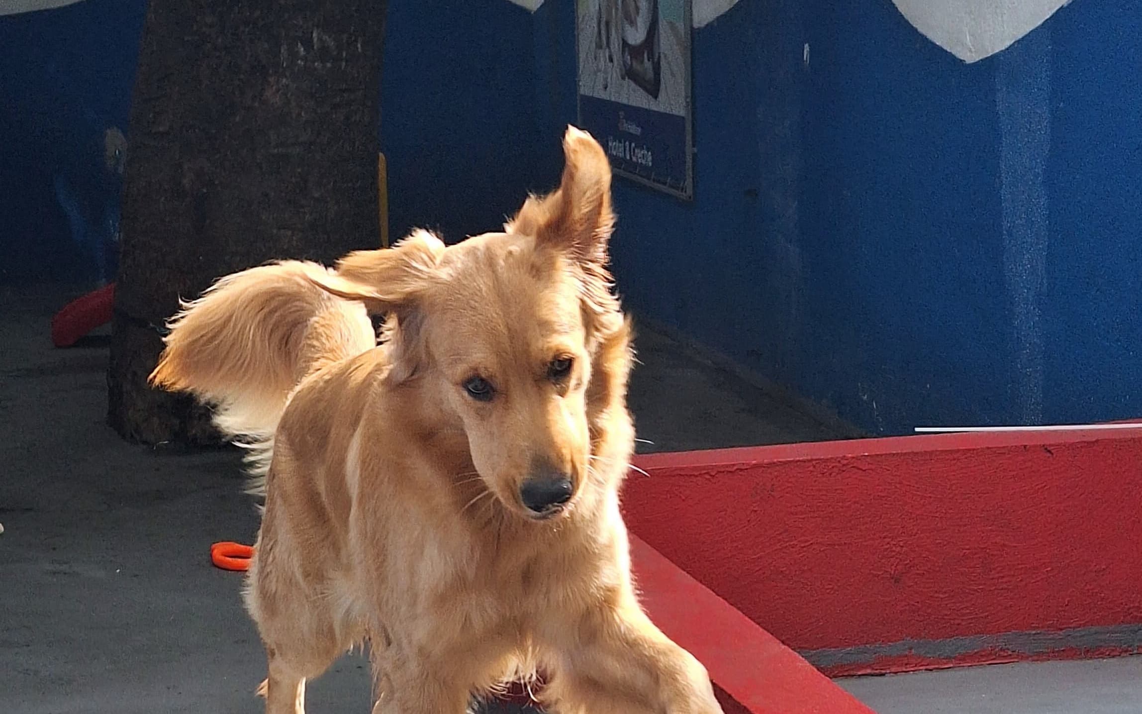Obesidade em pets: como identificar e prevenir
