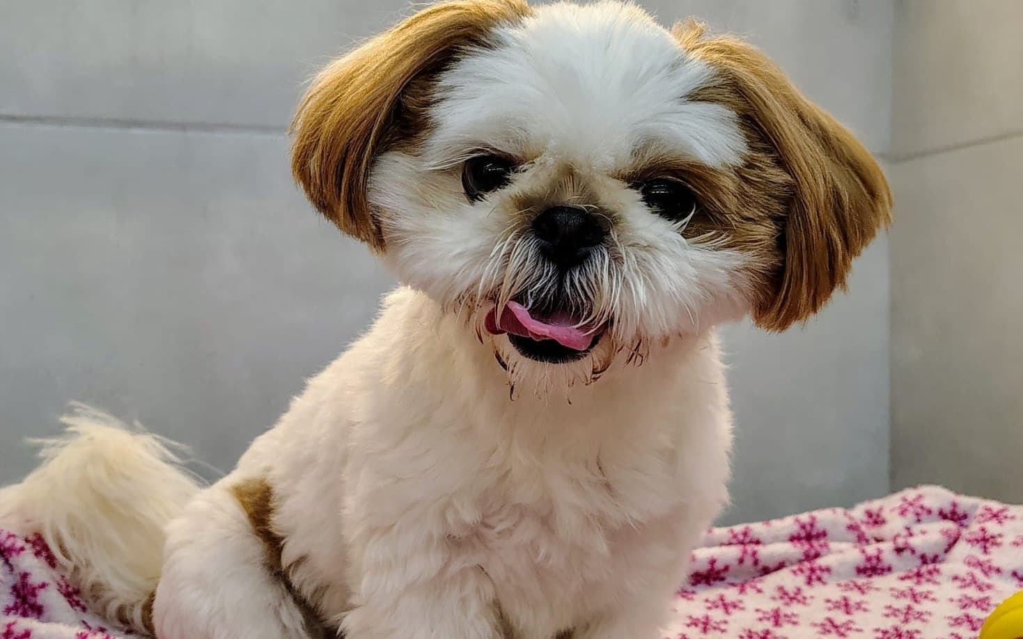 Como preparar seu cão para a hospedagem