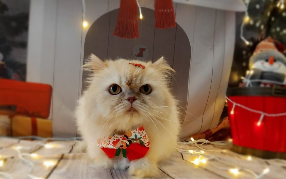 Raças de gato mais dóceis para quem mora em apê