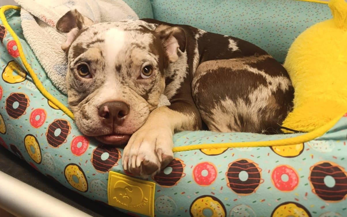 Sinais de que seu pet precisa ir ao veterinário