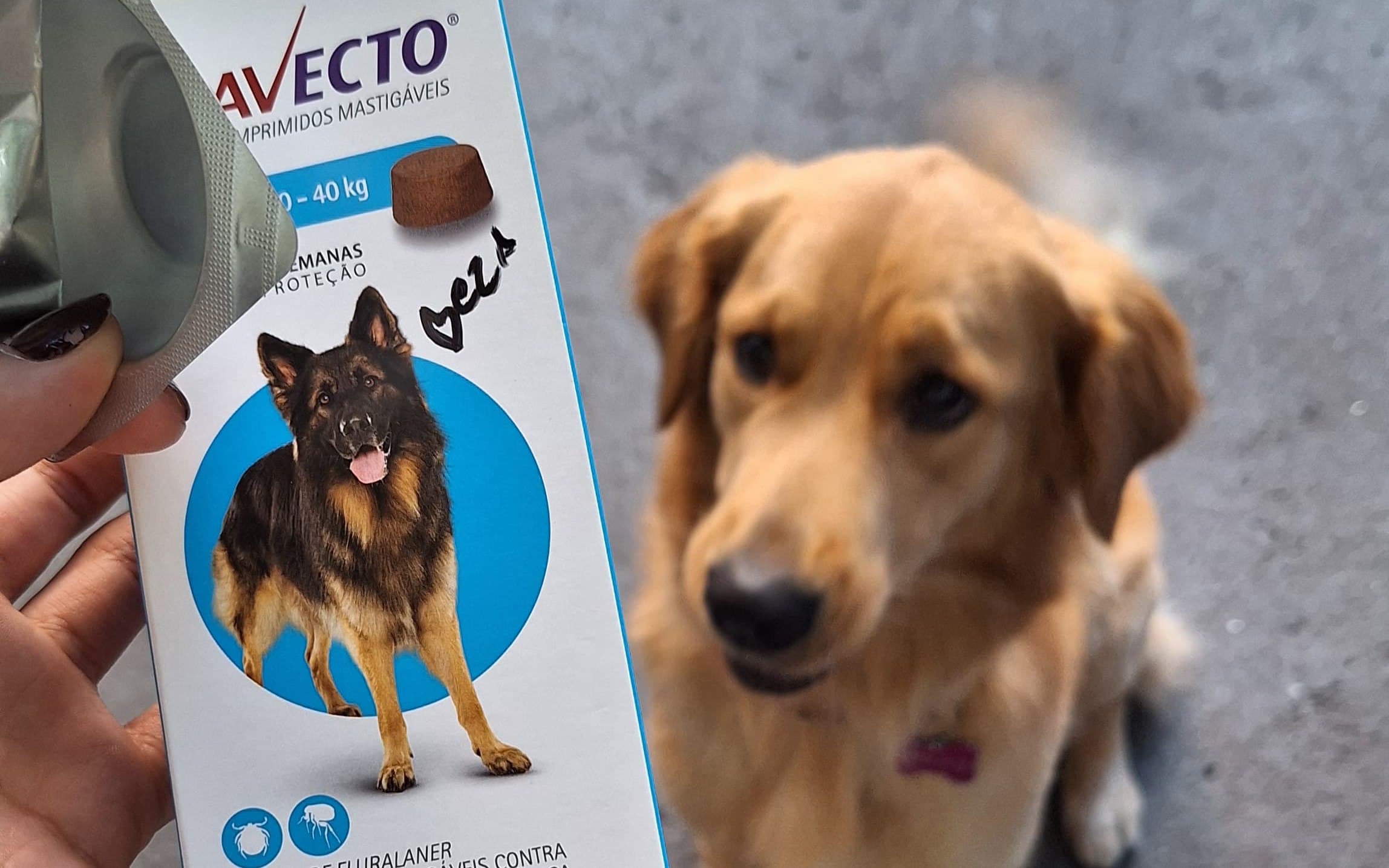 Vermifugação: quando e por que vermifugar seu pet