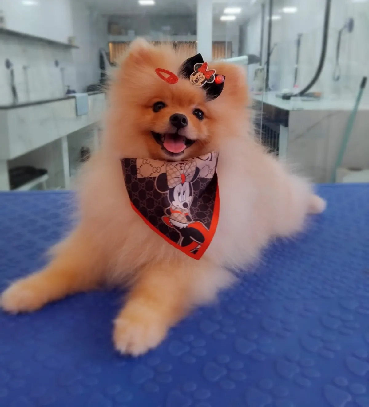 Cão com bandana da Pet Sublime na mesa de banho