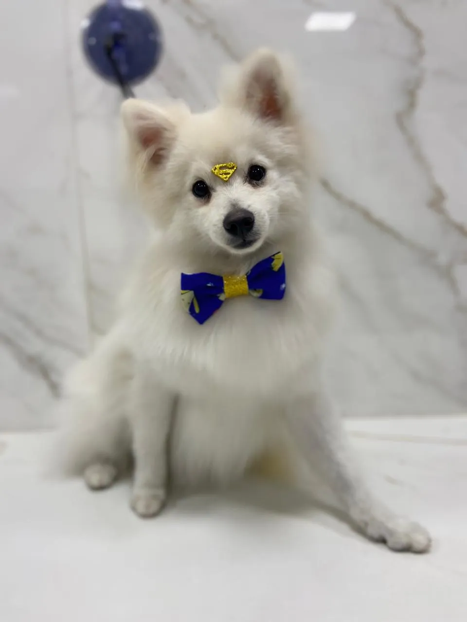 Cão com gravata depois do banho
