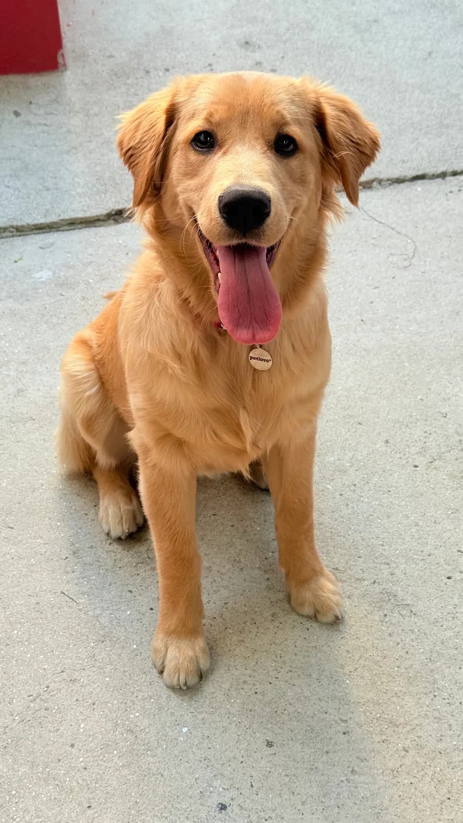 Golden retriever cliente da Pet Sublime