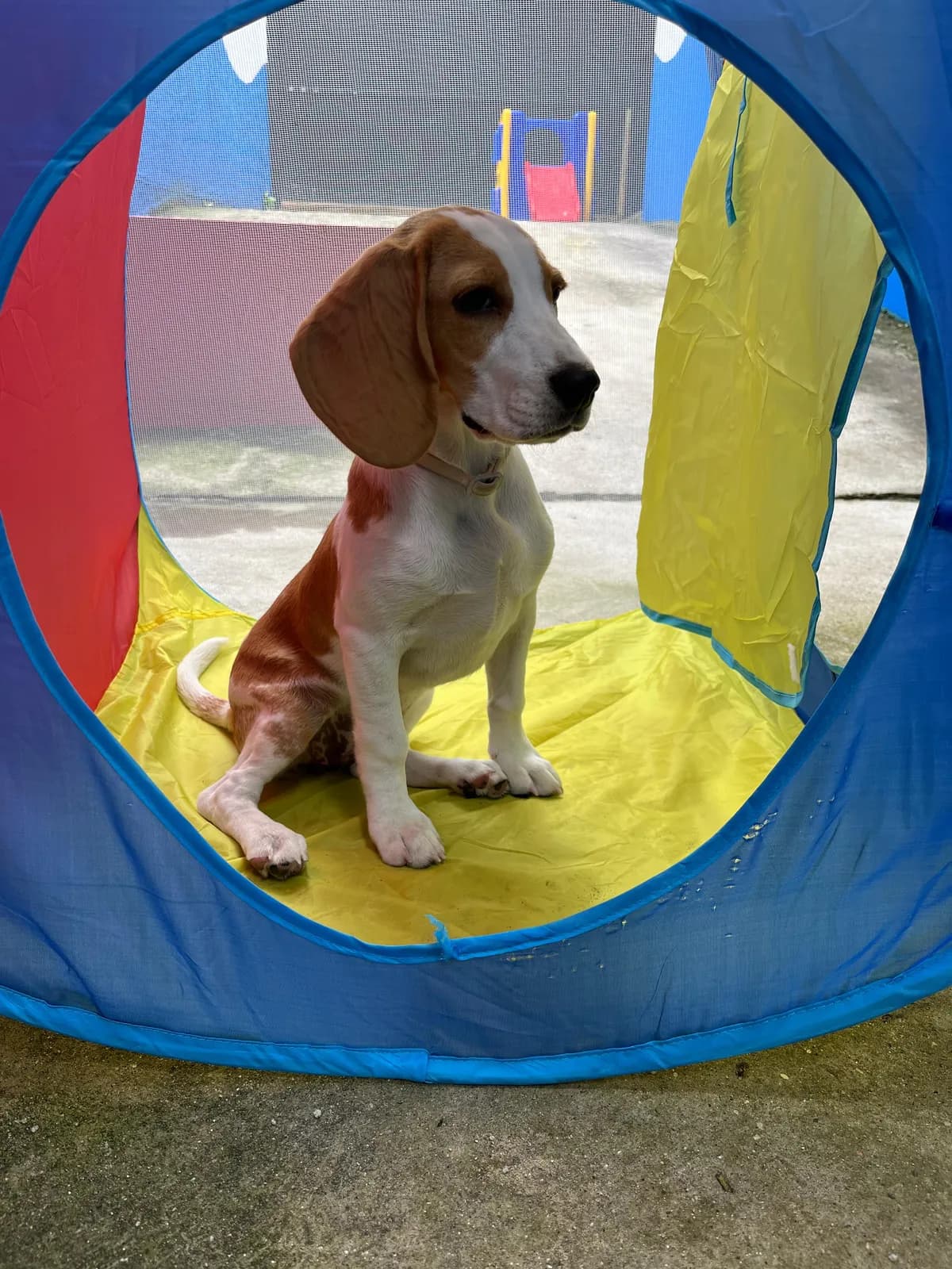Cachorro em fundo azul