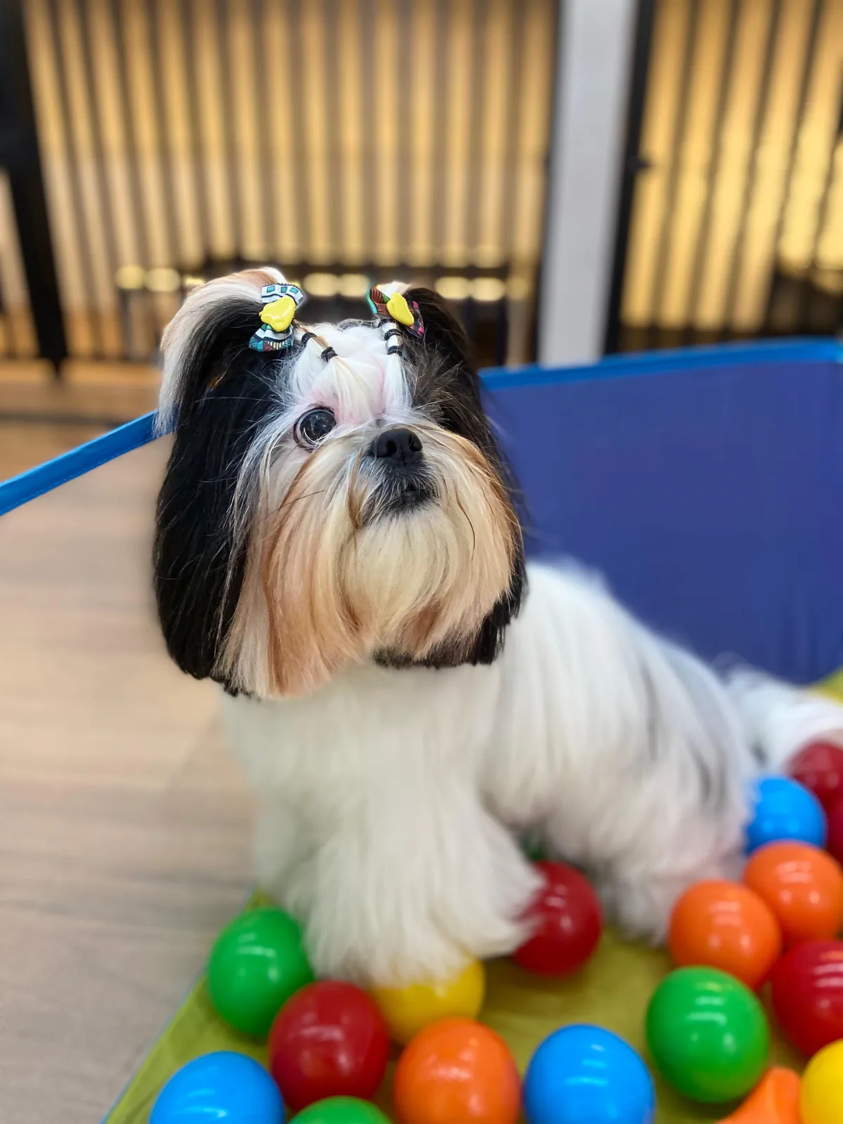 Cão brincando com bolinhas na Pet Sublime