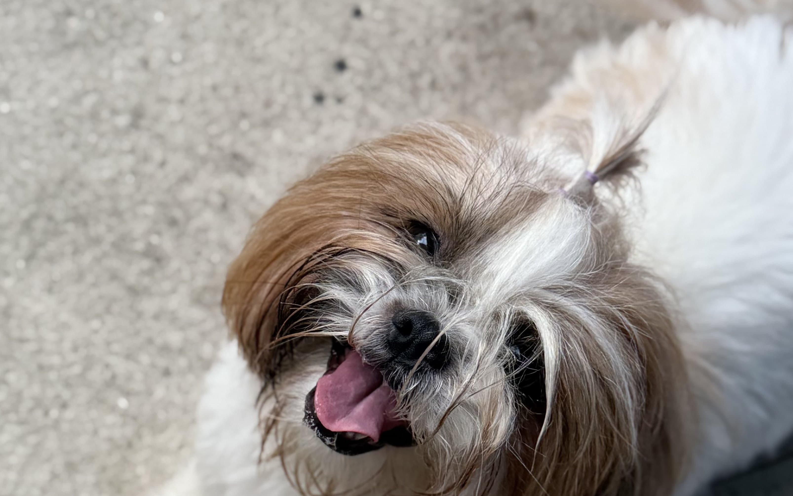 Cães de pequeno porte para famílias